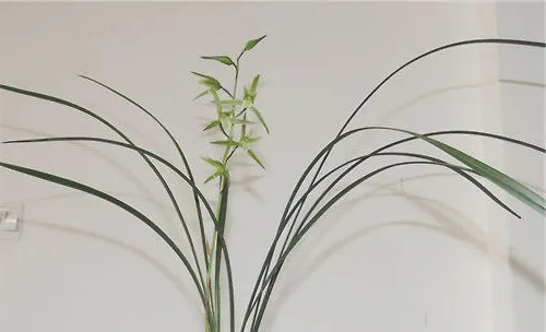 大叶寒兰的外形特点