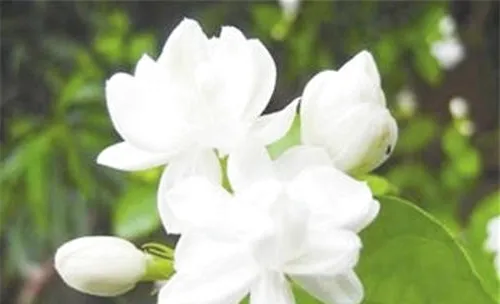 三种自制花草培养土的方法介绍