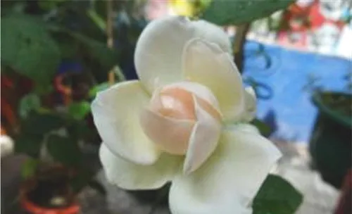 玉琢花的品种简介