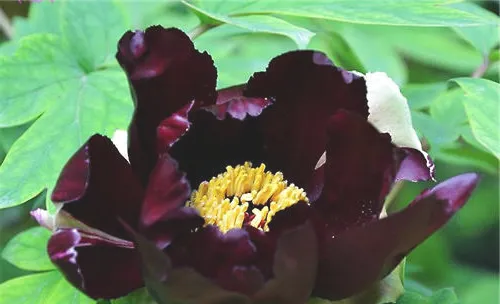 黑牡丹的植物文化及花语介绍