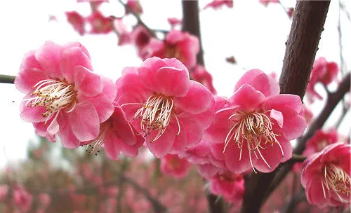 花木露天越冬的防寒技巧