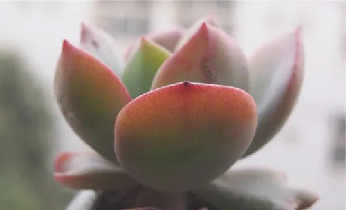 白凤的栽培要点