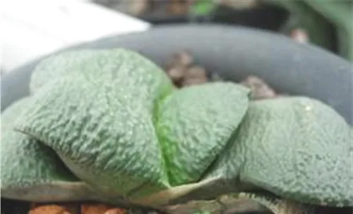 卧牛的外形特点及品种简介