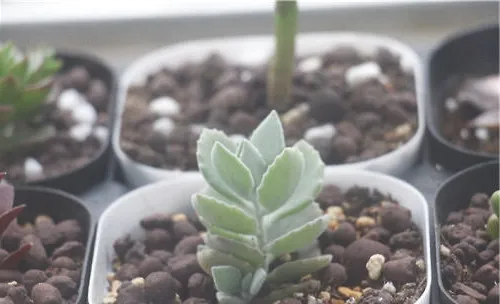 千兔耳的栽培要点