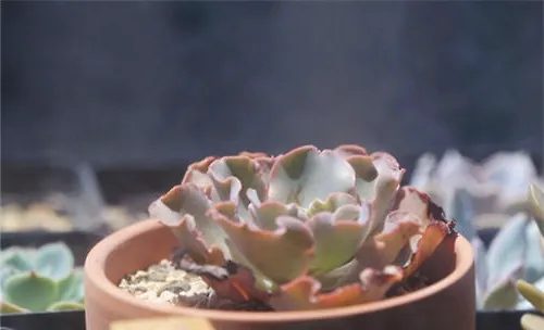 高砂之翁的品种简介