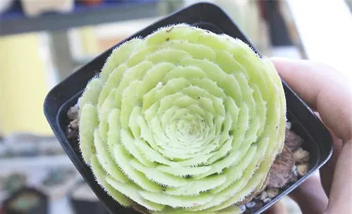明镜的外形特点及品种简介
