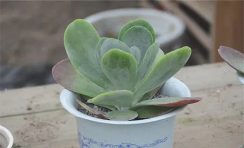 唐印的品种简介与外形特点
