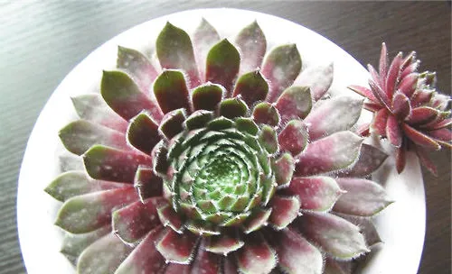 紫牡丹的品种简介