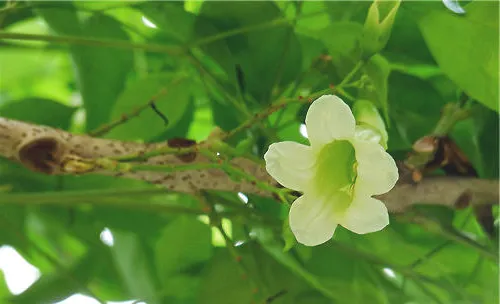 绿宝树开花的条件及养护方法