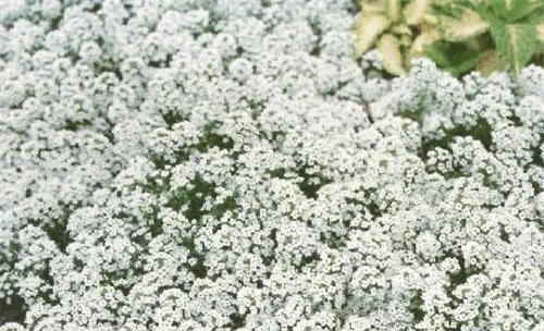 香雪球的栽培要点