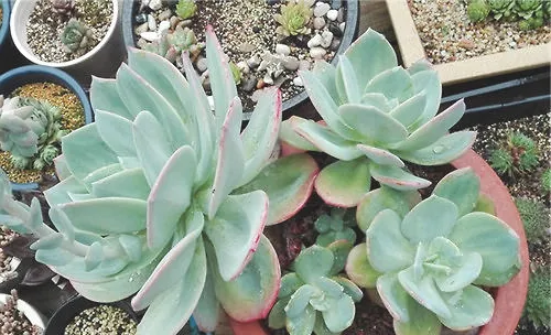 白凤的品种简介