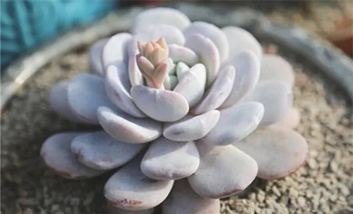 雪莲的栽培要点