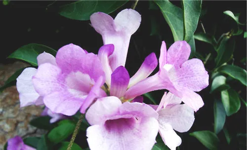 蒜香藤的栽培要点