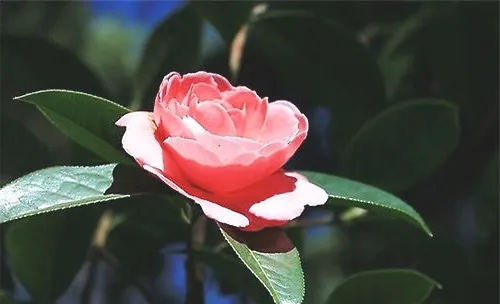 滇山茶的品种简介