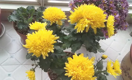 为菊花摘心的操作方法及注意事项