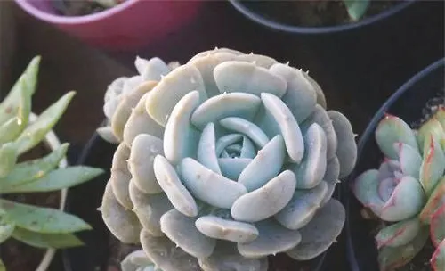 鲁氏石莲花的品种简介