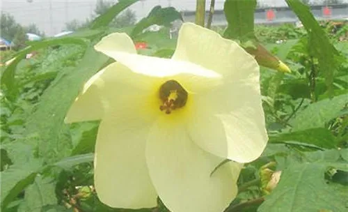 芙蓉葵的栽培要点