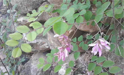 花木蓝的栽培要点