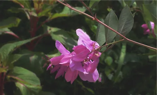 花木蓝的品种简介