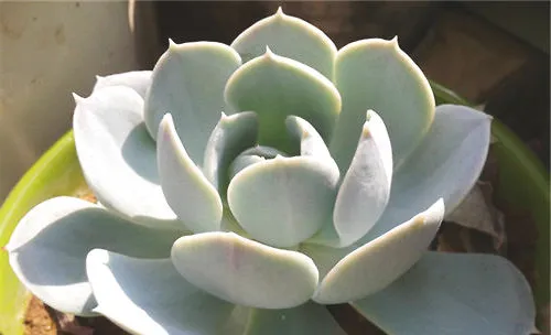 鲁氏石莲花的栽培要点