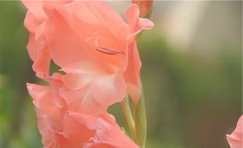 唐菖蒲的栽培要点