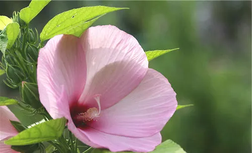 芙蓉葵的品种简介