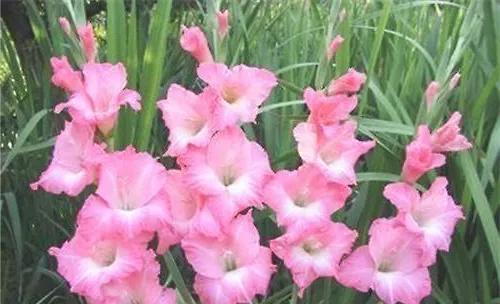 唐菖蒲的品种简介