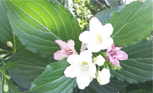 海仙花的品种简介