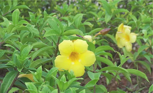 软枝黄蝉的品种简介