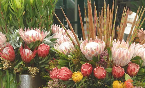 帝王花的栽培要点
