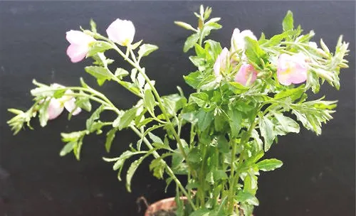 美丽月见草的品种简介