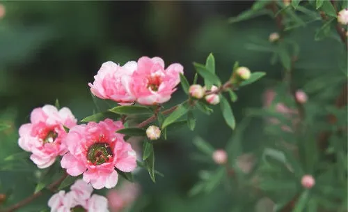 松红梅的栽培要点