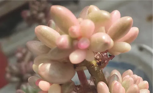 虹之玉锦的栽种要点