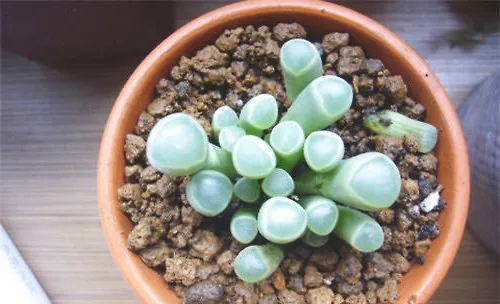 五十铃玉的品种简介