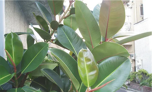 印度橡皮树的品种简介