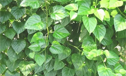 白粉藤的品种简介