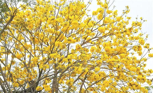 黄花风铃木的品种简介