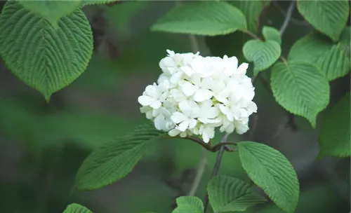 石楠花的栽培要点