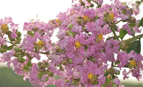 大花紫薇的品种简介