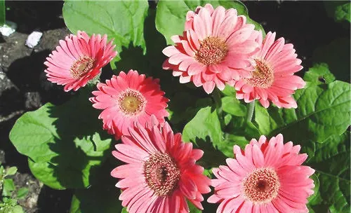 非洲菊的栽培管理要点