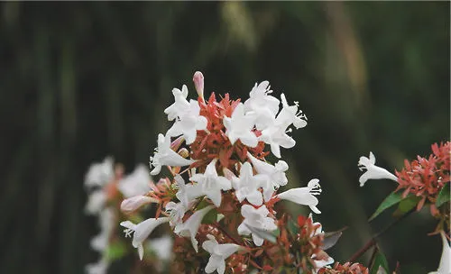 大花六道木的栽培要点