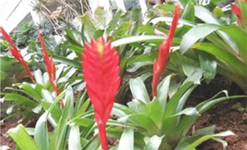 水塔花的栽培要点