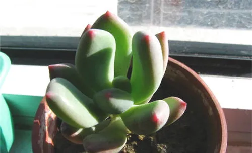 青星美人的品种简介