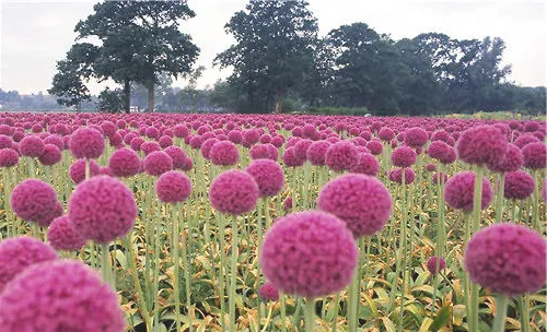 大花葱的品种简介