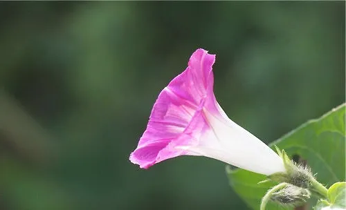 牵牛花的品种简介