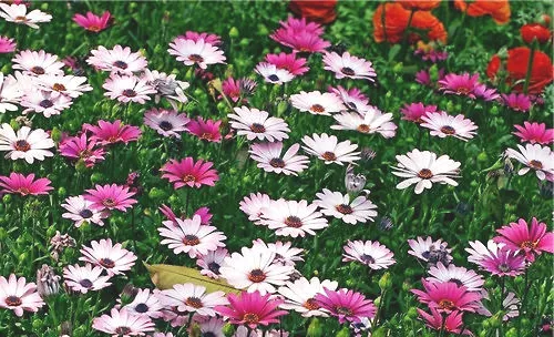 非洲菊的品种简介