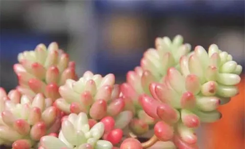 虹之玉锦的品种简介