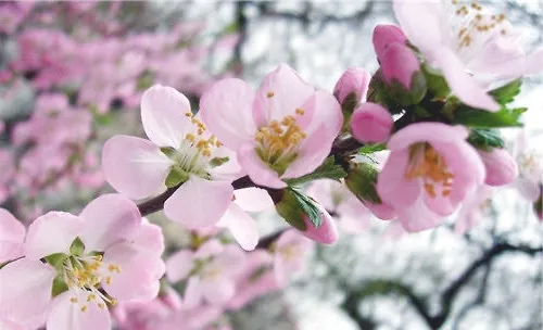 杏花的习性与栽种要点