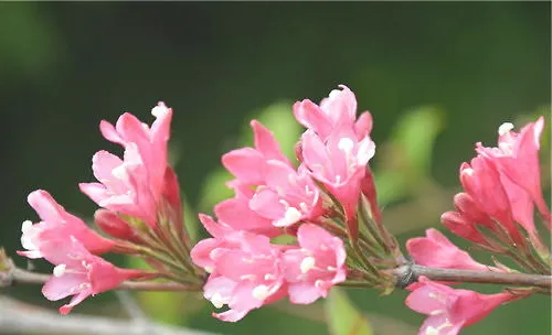锦带花的栽培要点