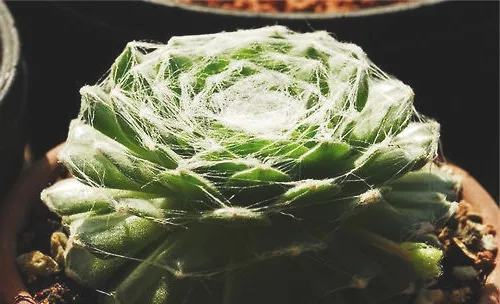 蛛丝卷绢的品种简介